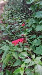 Salvia fulgens