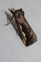 Didugua argentilinea