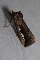 Didugua argentilinea