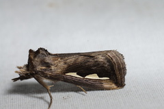 Didugua argentilinea