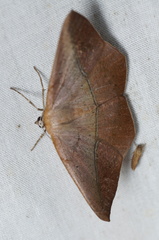 Prochoerodes lineola