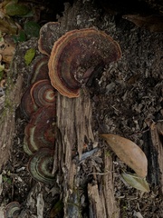 Microporus affinis