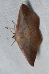 Prochoerodes lineola