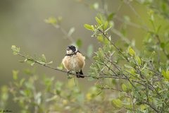Sporophila