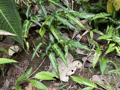 Syngonium podophyllum