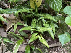 Syngonium podophyllum