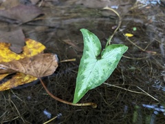 Syngonium podophyllum