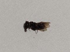 Odontomachus haematodus