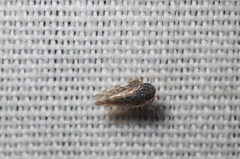Xestocephalus