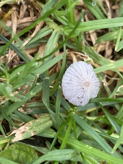 Setulosi