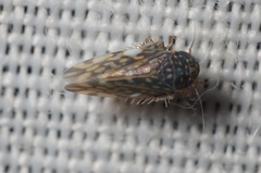Xestocephalus