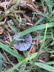 Setulosi