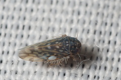 Xestocephalus