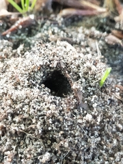 Aphaenogaster longiceps