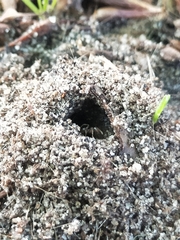 Aphaenogaster longiceps