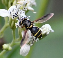 Hoplitimyia constans