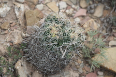 Coryphantha cornifera