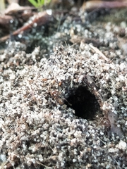 Aphaenogaster longiceps