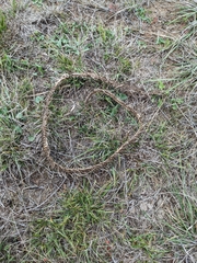 Serpentes