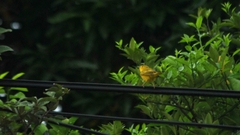 Setophaga petechia
