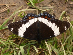 Limenitis arthemis rubrofasciata