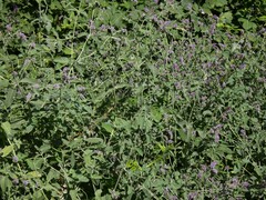 Mentha longifolia