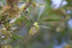 Dodonaea polyandra