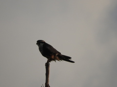 Falco femoralis