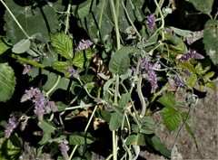 Mentha longifolia