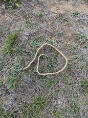 Serpentes