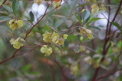 Dodonaea polyandra