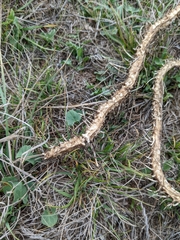 Serpentes