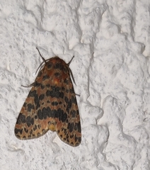 Olepa ricini