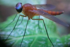 Chrysopilus ferruginosus