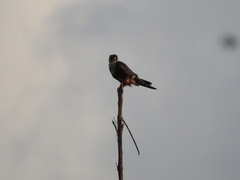 Falco femoralis