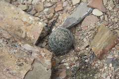Coryphantha radians
