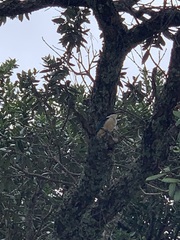 Todiramphus sanctus vagans