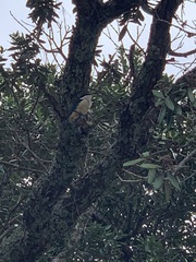 Todiramphus sanctus vagans