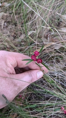Cyanothamnus polygalifolius