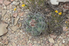 Echinocactus platyacanthus