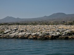 Larus armenicus