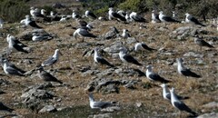 Larus armenicus