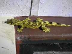 Thecadactylus solimoensis