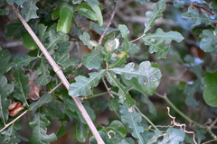 Quercus sinuata