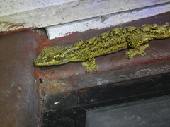 Thecadactylus solimoensis