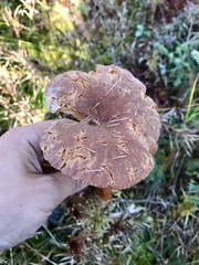 Infundibulicybe squamulosa