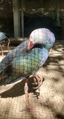 Porphyrio