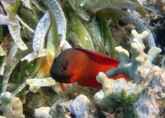 Labracinus cyclophthalmus