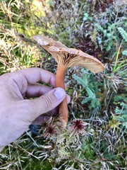 Infundibulicybe squamulosa