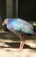 Porphyrio
